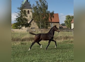 Hanovrien, Jument, Poulain (04/2026), 170 cm, Bai brun