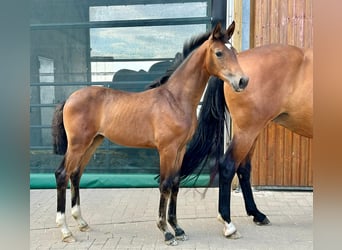 Hanovrien, Jument, Poulain (05/2026), 172 cm, Bai