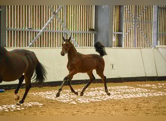 Hanovrien, Jument, Poulain (04/2025), 174 cm, Bai cerise