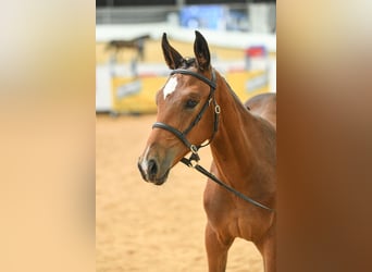 Hanovrien, Jument, Poulain (04/2025), 174 cm, Bai cerise