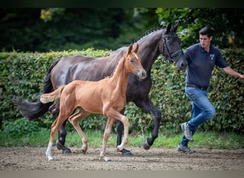 Hanovrien, Jument, Poulain (05/2023), Alezan