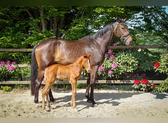 Hanovrien, Jument, Poulain (05/2026), Alezan
