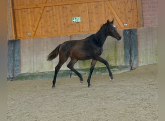 Hanovrien, Jument, Poulain (03/2026), Bai brun