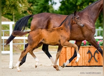 Hanovrien, Jument, Poulain (06/2026), Bai brun