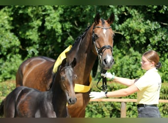 Hanovrien, Jument, Poulain (03/2024), Bai brun foncé