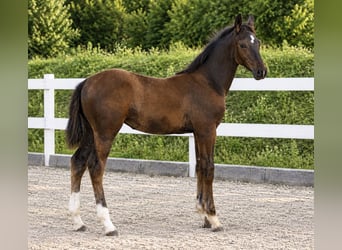 Hanovrien, Jument, Poulain (05/2026), Bai cerise