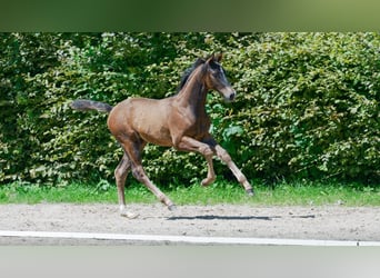 Hanovrien, Jument, Poulain (04/2024), Bai