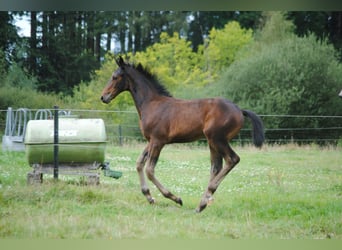 Hanovrien, Jument, Poulain (05/2024), Bai