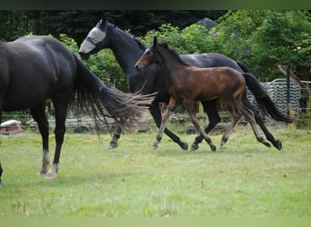 Hanovrien, Jument, Poulain (05/2024), Bai