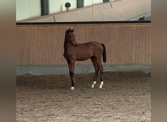 Hanovrien, Jument, Poulain (04/2026), Bai