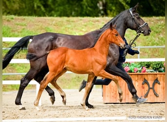 Hanovrien, Jument, Poulain (06/2026), Bai
