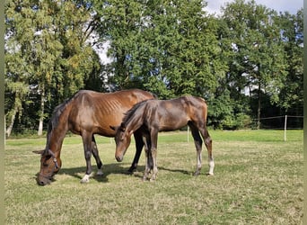 Hanovrien, Jument, Poulain (06/2026), Bai