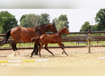 Hanovrien, Jument, Poulain (04/2025), Bai