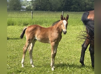 Hanovrien, Jument, Poulain (04/2026), Bai