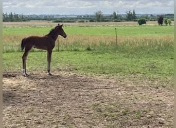 Hanovrien, Jument, Poulain (06/2024), Bai clair