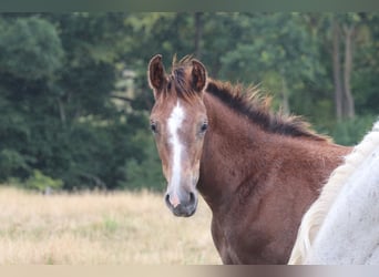 Hanovrien, Jument, Poulain (04/2026), Gris