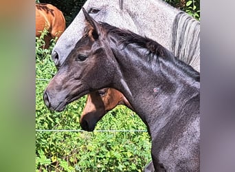 Hanovrien, Jument, Poulain (05/2023), Gris noir