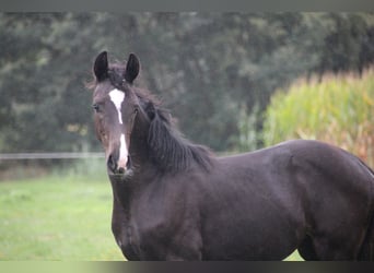 Hanovrien, Jument, Poulain (03/2026), Noir