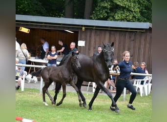 Hanovrien, Jument, Poulain (04/2025), Noir