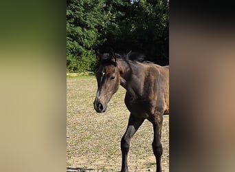 Hanovrien, Jument, Poulain (04/2026), Peut devenir gris