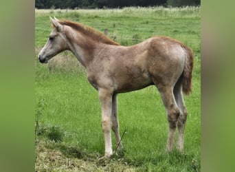 Hanovrien, Jument, Poulain (03/2026), Peut devenir gris