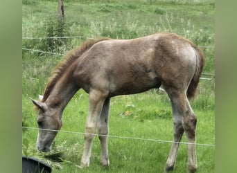 Hanovrien, Jument, Poulain (03/2026), Peut devenir gris
