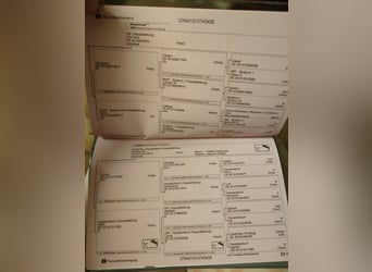 Hanovrien, Jument, Poulain (03/2026), Peut devenir gris