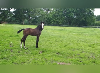 Hanovrien, Jument, Poulain (04/2025), Peut devenir gris