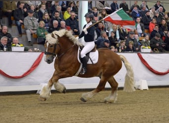 Reńsko-niemiecki koń zimnokrwisty, Ogier, 16 lat, 165 cm, Kasztanowata