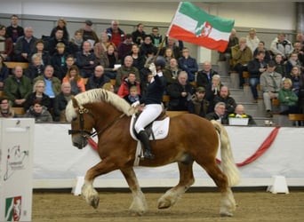Reńsko-niemiecki koń zimnokrwisty, Ogier, 16 lat, 165 cm, Kasztanowata