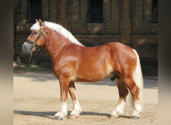 Rhenisch-German Heavy Draft, Stallion, 16 years, 16 hh, Chestnut-Red
