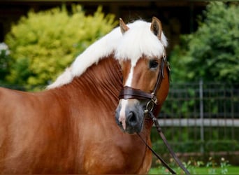 Rhenisch-German Heavy Draft, Stallion, 16 years, 16 hh, Chestnut-Red