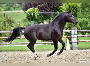 Heavy Warmblood, Gelding, 10 years, 16,1 hh, Smoky-Black