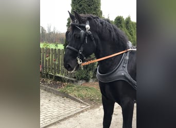 Heavy Warmblood, Gelding, 10 years, 16,1 hh, Smoky-Black