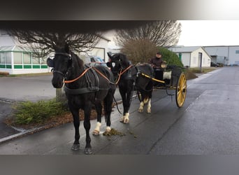 Heavy Warmblood, Gelding, 10 years, 16,1 hh, Smoky-Black