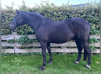 Schweres Warmblut, Wallach, 10 Jahre, 16,2 hh, Rappe