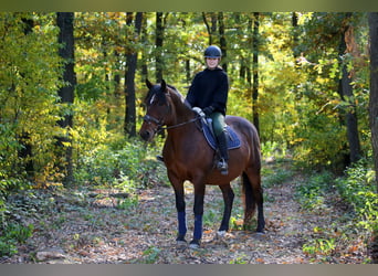 Heavy Warmblood Mix, Gelding, 10 years, 16,1 hh, Brown