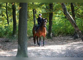 Heavy Warmblood Mix, Gelding, 10 years, 16,1 hh, Brown