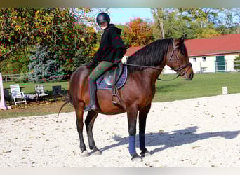 Heavy Warmblood Mix, Gelding, 10 years, 16,1 hh, Brown