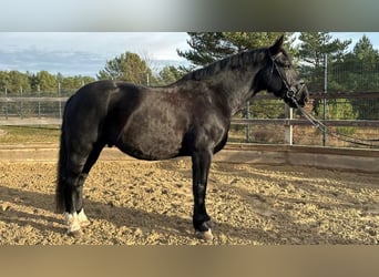 Heavy Warmblood, Gelding, 10 years, 16,1 hh, Brown