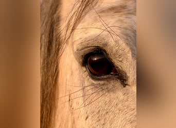 Heavy Warmblood, Gelding, 11 years, 16 hh, Grey-Dapple