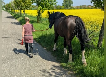 Heavy Warmblood Mix, Gelding, 11 years, 17.2 hh, Black