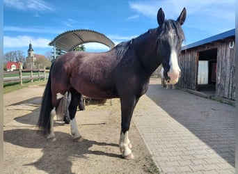 Heavy Warmblood Mix, Gelding, 11 years, 18.1 hh, Black