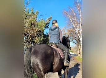 Heavy Warmblood Mix, Gelding, 11 years, 18,1 hh, Black