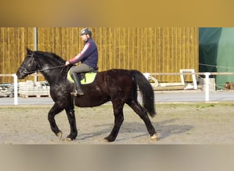 Heavy Warmblood, Gelding, 12 years, 17 hh, Black