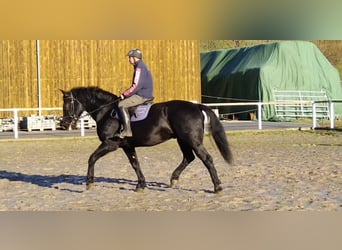 Heavy Warmblood, Gelding, 12 years, 17 hh, Black