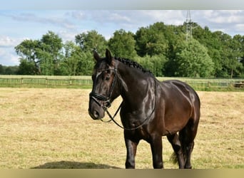 Heavy Warmblood, Gelding, 13 years, 16 hh, Black