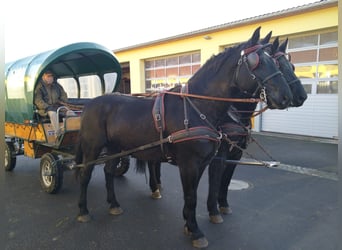 Heavy Warmblood, Gelding, 13 years, 17 hh, Black