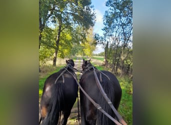 Heavy Warmblood, Gelding, 14 years, 16.3 hh, Black