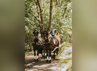 Heavy Warmblood, Gelding, 14 years, 16,2 hh, Black